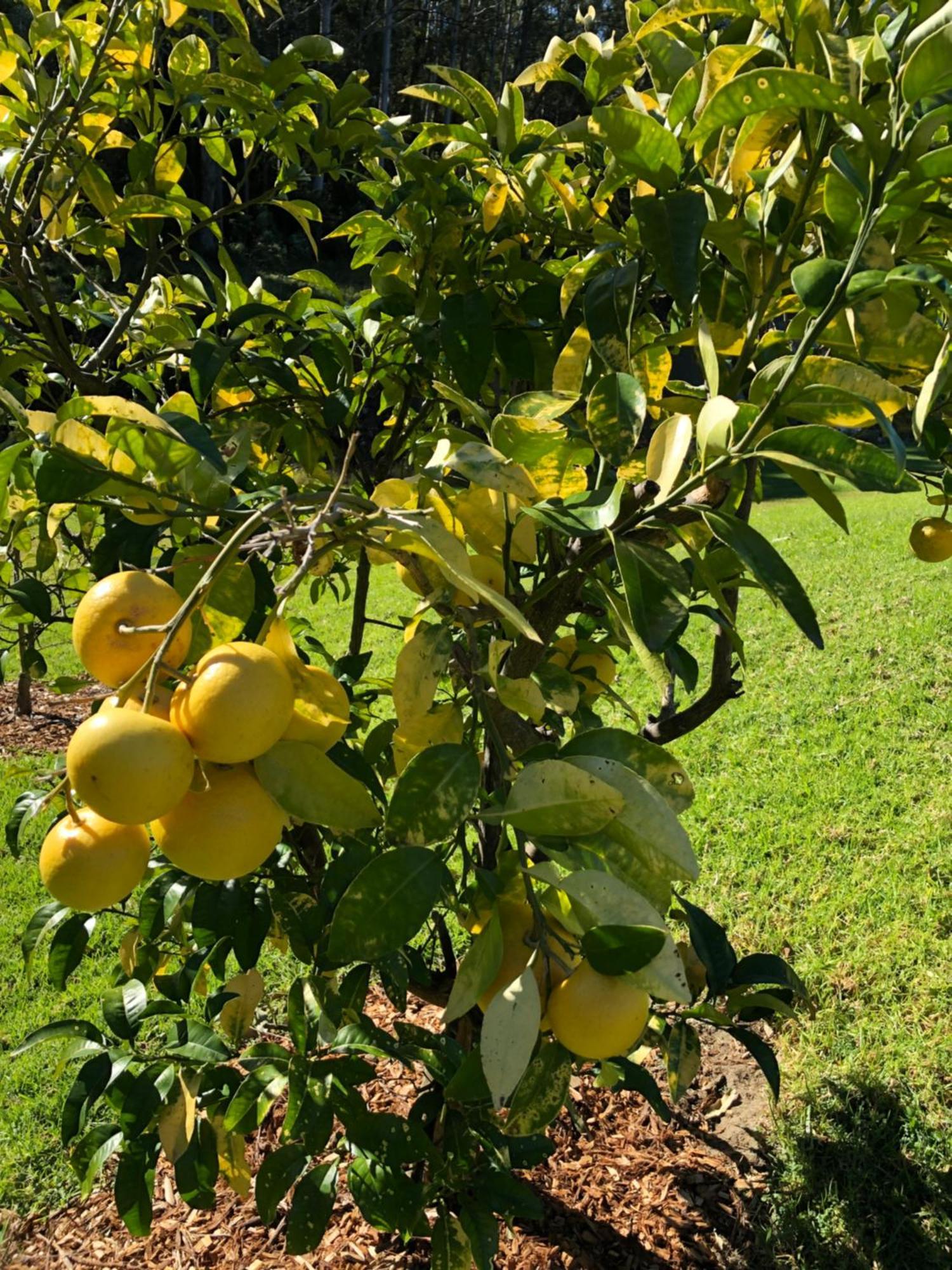 Garden Hill Sandstone Villas: Shoalhaven Nsw Australia Camberwarra Zewnętrze zdjęcie